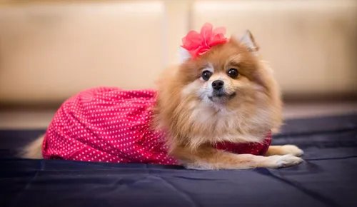 Шпиц Фото собака в цветочной шляпе