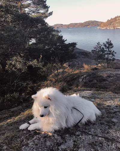 Шпиц Фото собака, лежащая на скале у водоема