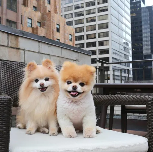 Шпиц Фото две собаки сидят на столе