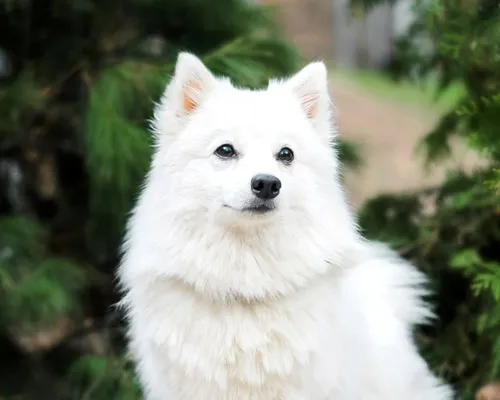 Шпиц Фото белая собака с биркой на ухе