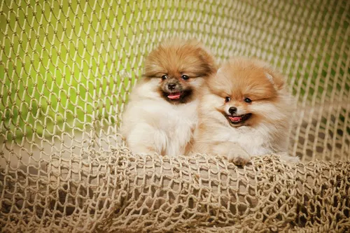 Шпиц Фото пара собак в клетке