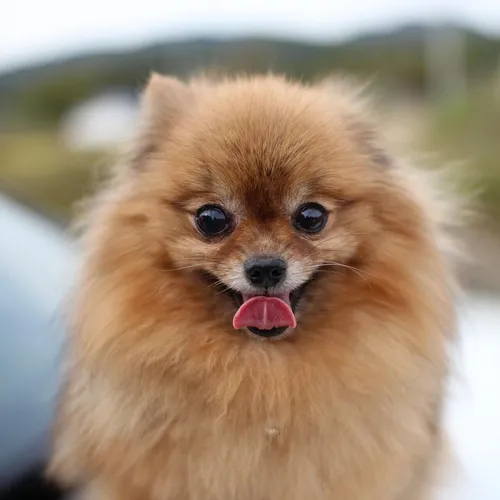 Шпиц Фото собака с высунутым языком