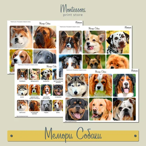 Собаки Картинки фто на айфон