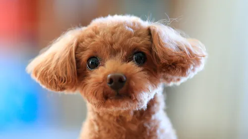 Породы Собак Фото маленькая коричневая собака