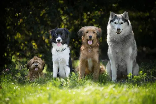 Породы Собак Фото группа собак, сидящих в траве