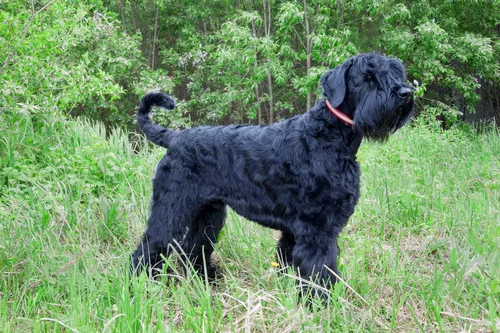 Породы Собак Фото черная собака в травянистой местности