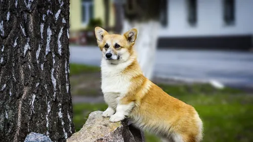Породы Собак Фото собака сидит на скале