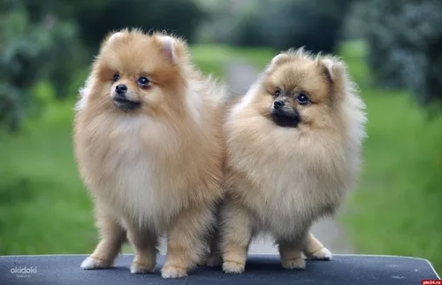 Породы Собак Фото пара маленьких собак