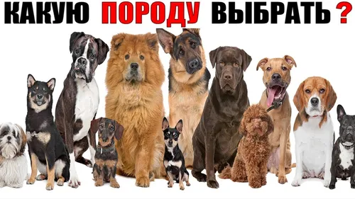 Породы Собак Фото для Windows