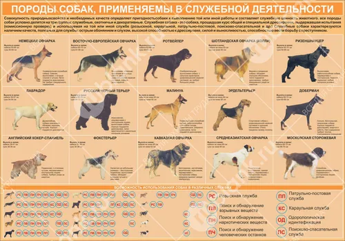 Породы Собак Фото календарь
