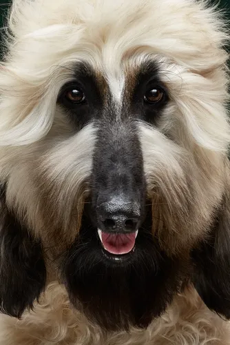 Породы Собак Фото собака с пушистой шерстью