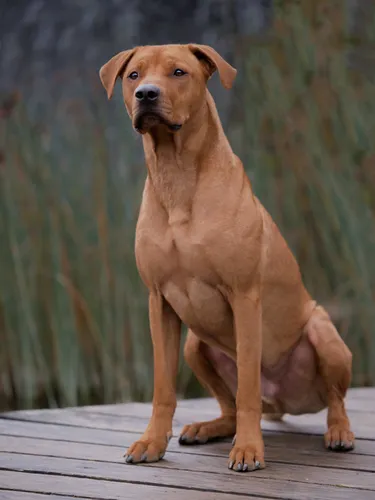 Породы Собак Фото собака, сидящая на деревянной террасе