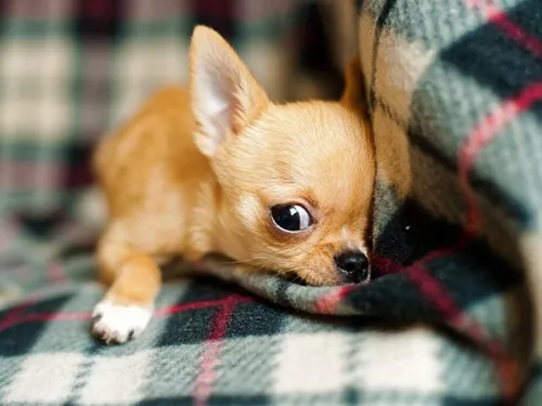 Породы Собак Фото маленькая собачка на одеяле