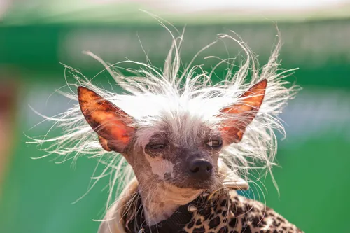 Породы Собак Фото собака с сосновой шишкой на голове