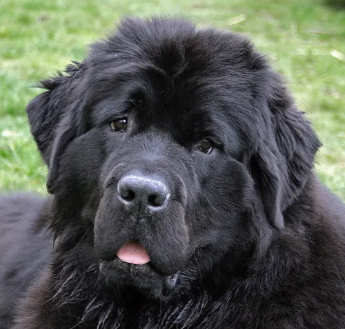 Породы Собак Фото черная собака с высунутым языком
