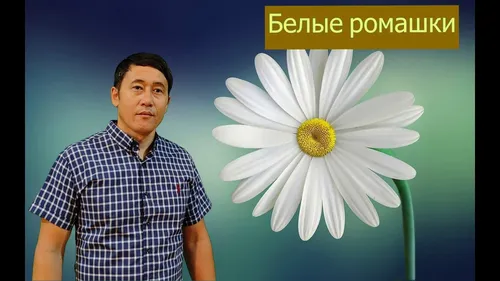Ромашки Картинки человек, стоящий рядом с белым цветком