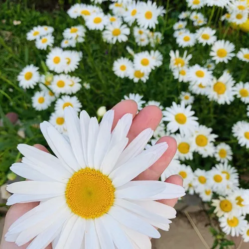 Ромашки Картинки белый цветок с желтым центром в окружении белых и желтых цветов