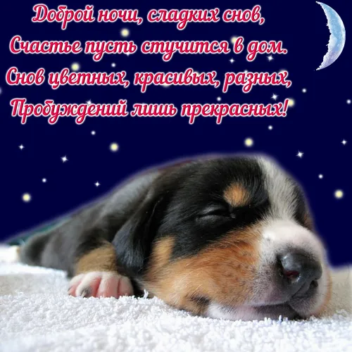 Спокойной Ночи Сладких Снов Картинки собака спит на одеяле