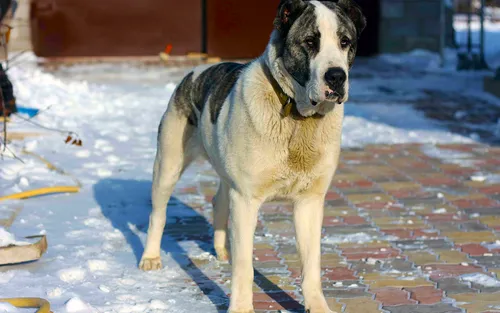 Алабай Фото собака, стоящая на кирпичной поверхности
