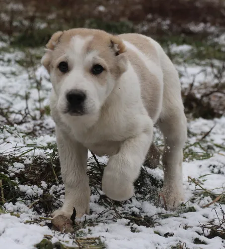 Алабай Фото собака, стоящая на снегу