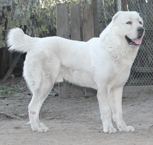 Алабай Фото белая собака, стоящая перед забором