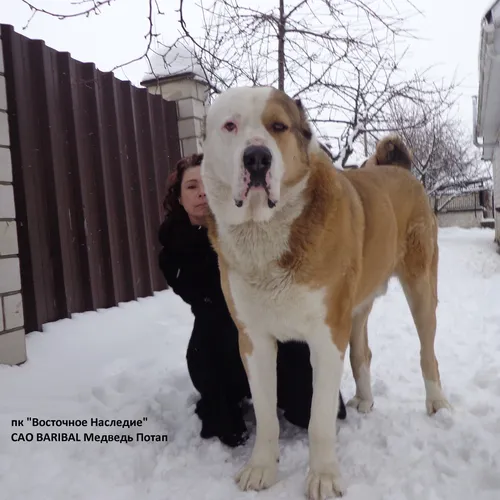 Алабай Фото человек обнимает большую собаку на снегу
