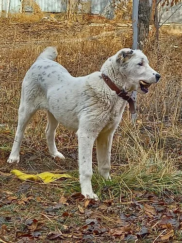 Алабай Фото белая собака, стоящая на огороженной территории