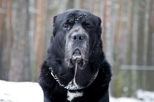 Алабай Фото черная собака с цепью во рту