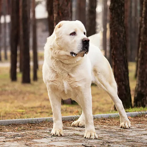 Алабай Фото белая собака с черным носом