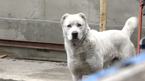 Алабай Фото белая собака, стоящая на бетонном полу