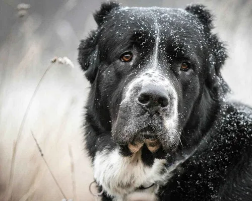 Алабай Фото черно-белая собака