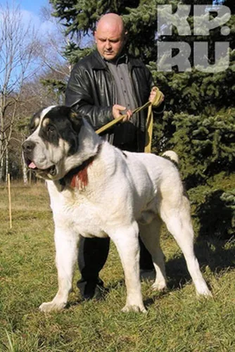 Алабай Фото мужчина держит собаку