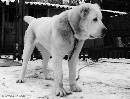 Алабай Фото белая собака на поводке