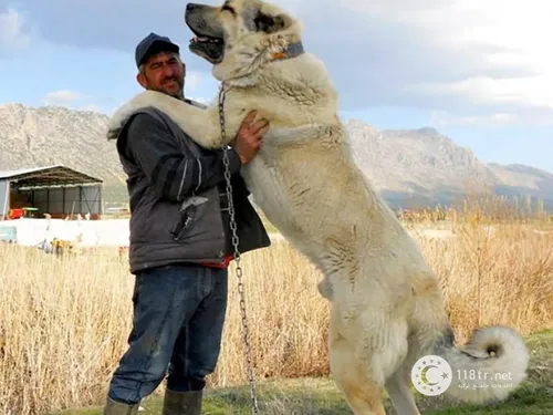 Алабай Фото человек, держащий большую ламу