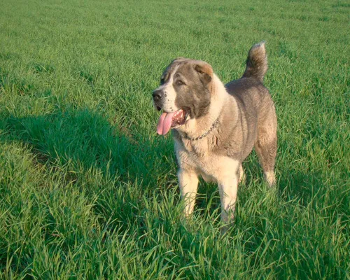 Алабай Фото собака, стоящая в траве
