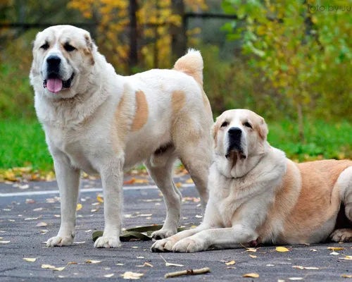 Алабай Фото пара собак