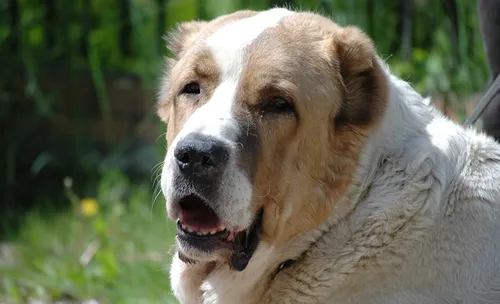 Алабай Фото собака с открытым ртом