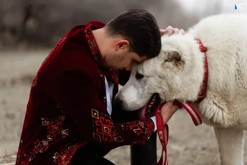 Алабай Фото человек целует собаку