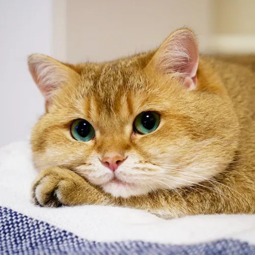 Кот Картинки кошка, лежащая на одеяле