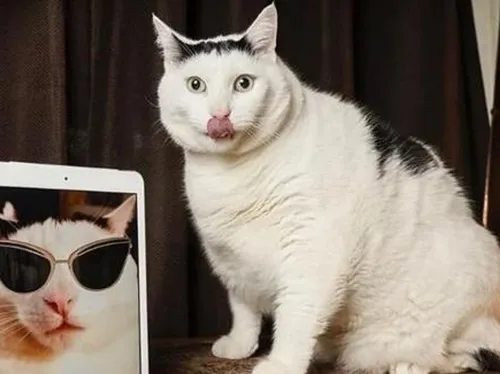 Кот Картинки кошка в солнцезащитных очках
