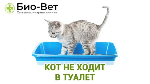 Кот Картинки кот в голубой ванне