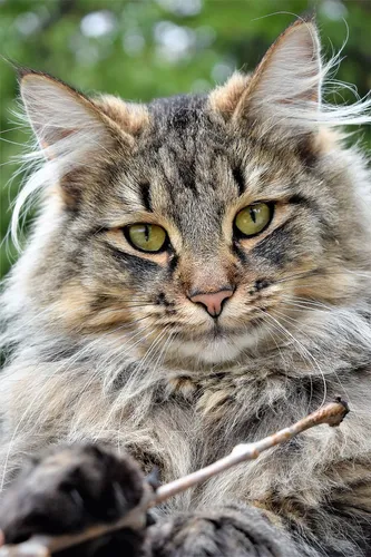 Кот Картинки кошка с палкой во рту