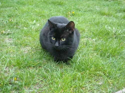 Кот Картинки черная кошка в траве