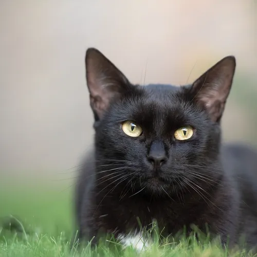 Кот Картинки черная кошка с желтыми глазами