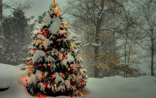 Красивая Новогодняя Картинка Картинки дерево, покрытое снегом