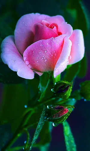 Красивые Для Профиля Картинки розовый цветок с каплями воды