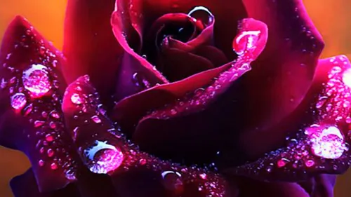 Красивые Для Профиля Картинки красная роза крупным планом