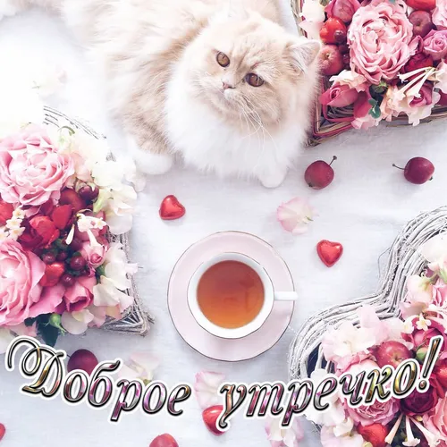 Красивые Доброе Утро Картинки кошка сидит рядом с чашкой чая
