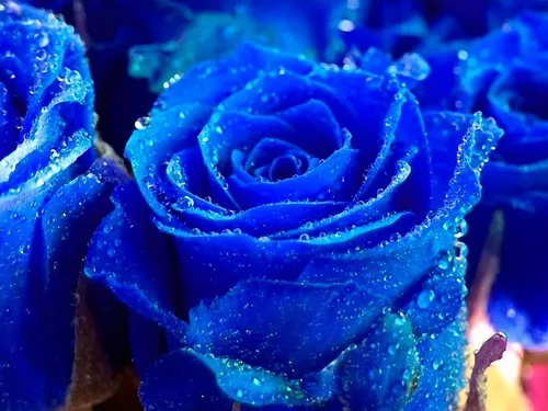 Красивые На Рабочий Стол Картинки крупный план синего цветка