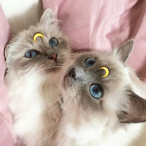 Милые На Аву Картинки пара кошек с поменявшимися лицами